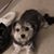 Lisa Grillo Schlitz's profile image