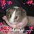Ess Enn's profile image