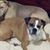 Darlene DeHart's profile image