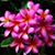 Gina Miller's profile image