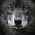 Michelle Carithers's profile image