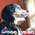 Susan Corvelli Bowcutt's profile image