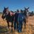 Sallie Little Harborth's profile image