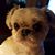 Teresa Alberts's profile image