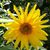 Leann Asevedo's profile image