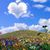 Mary Berti's profile image