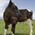 Animix, LLC's profile image