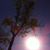 Rose Tessier's profile image