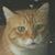 Debora Lemire's profile image