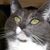 Snickerdoodle Daltry's profile image