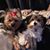 Diane Mescalera's profile image