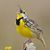 Debbie Ballard Ruth's profile image