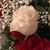 Alice Grumbine's profile image