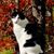 Donna Butler Shepard's profile image