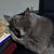 Denise Williams McMullen's profile image