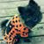 Bear Baron's profile image