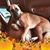 Chris Buscarino's profile image