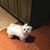 Janis Chakler's profile image