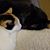 Amanda Kichline's profile image