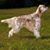 Jean Bussian Blanke's profile image