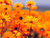 Rose P.'s profile image