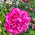 Jeannette Bogardus McFarlin's profile image