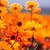 Carol Kinion's profile image