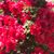 Sherre Thurman's profile image