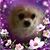 Johnny Selina Olivas's profile image