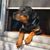 Anthony Rivelli's profile image