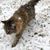 Katie Brown's profile image