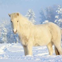 Belmonte DL's profile image