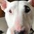 Danae Losey's profile image