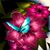 Celina Tavres's profile image