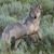 Tony Mendola's profile image