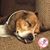 Dave Janak's profile image