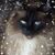 Debbie Healan's profile image