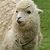 Lisa Purdie's profile image