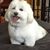 Virginia T Chi's profile image