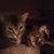 Sharla Schuh's profile image