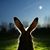 Jenn Mark Miller's profile image