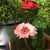 Diana Horel's profile image