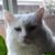 Velda Ziegler-Acevedo's profile image