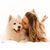 Roseli Ramos's profile image