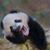 Virginia Snow's profile image