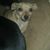 Teresa Graybeal-Gonzales's profile image