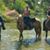 Janet Brown Schreffler's profile image
