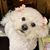 Ruth A. Hoogenboom's profile image