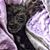 Amy V Shepstone's profile image