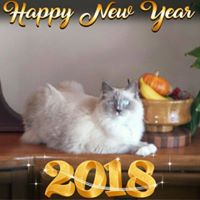 Karen Pippin's profile image